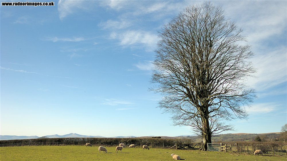 Brechfa Common