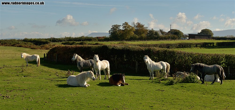 Brechfa Common