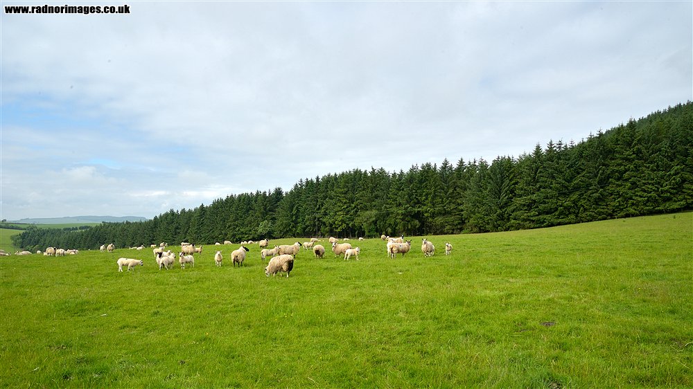 Brychieniog Forest