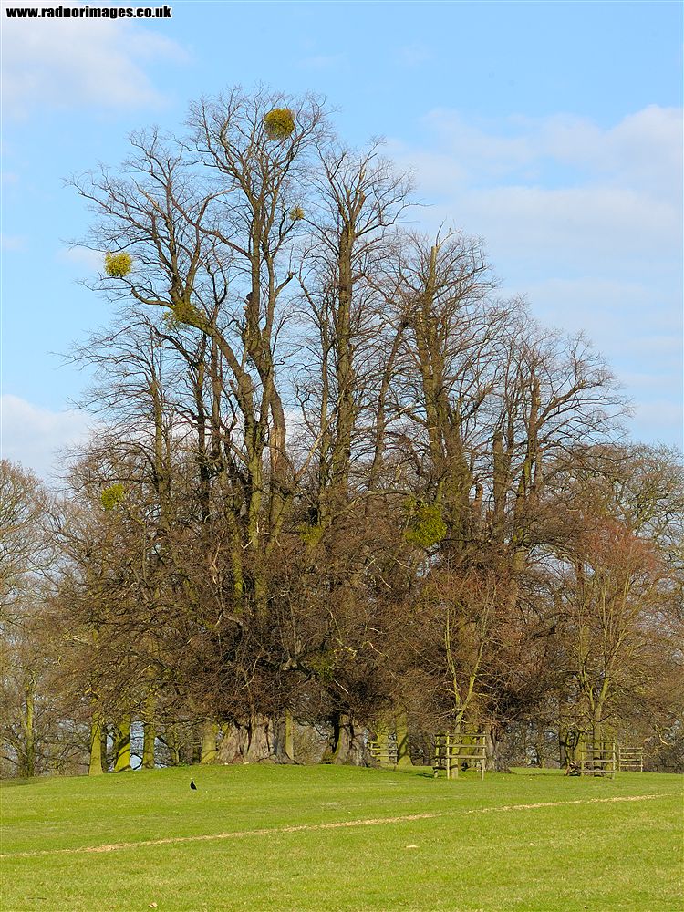 Burghley House