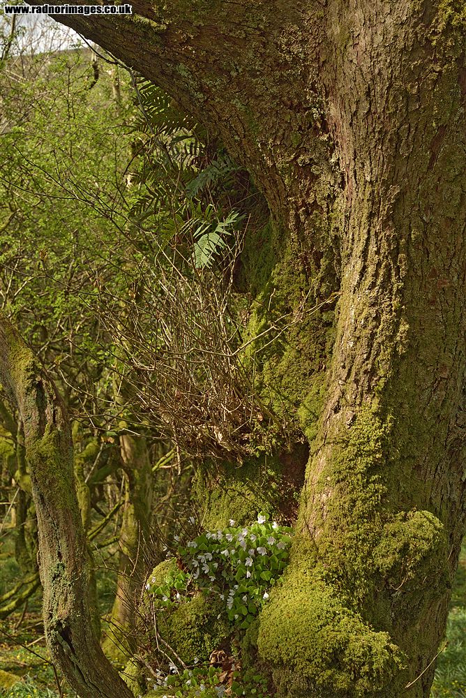 Cwm Trewryn
