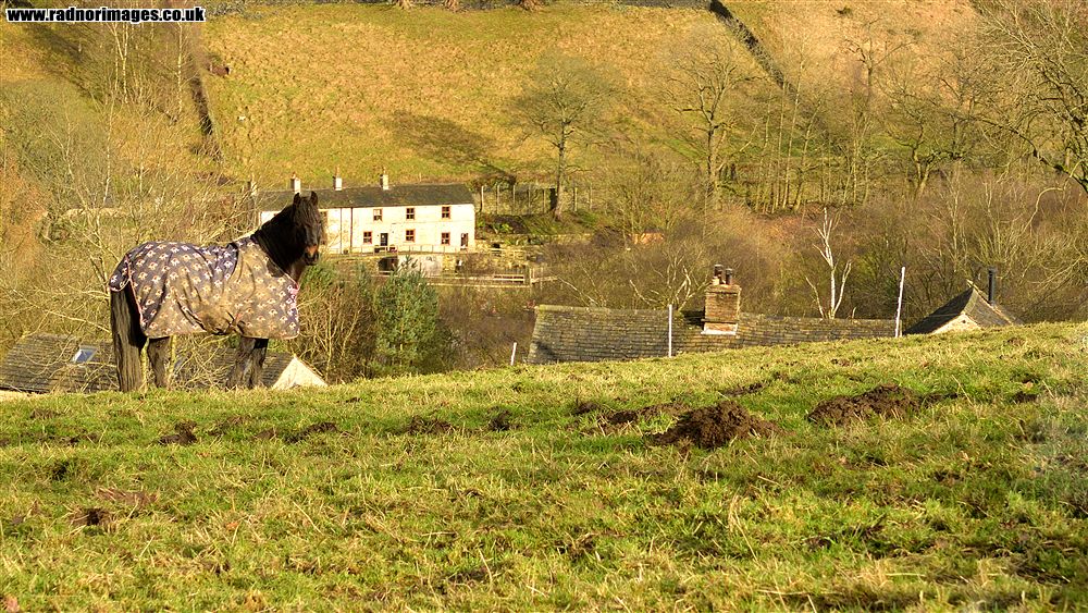 Hayfield