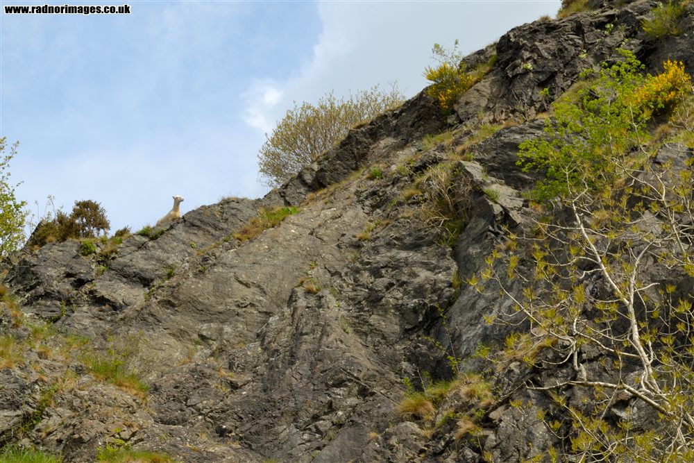 Stanner Rocks