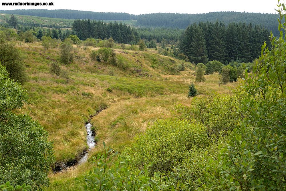 Tywi Forest