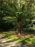 John F Kennedy Arboretum
