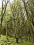 Cwm Crawnon