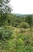 Trees and Woodland, Wern Plemys